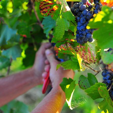 Mayfield Vineyard Ориндж Экстерьер фото