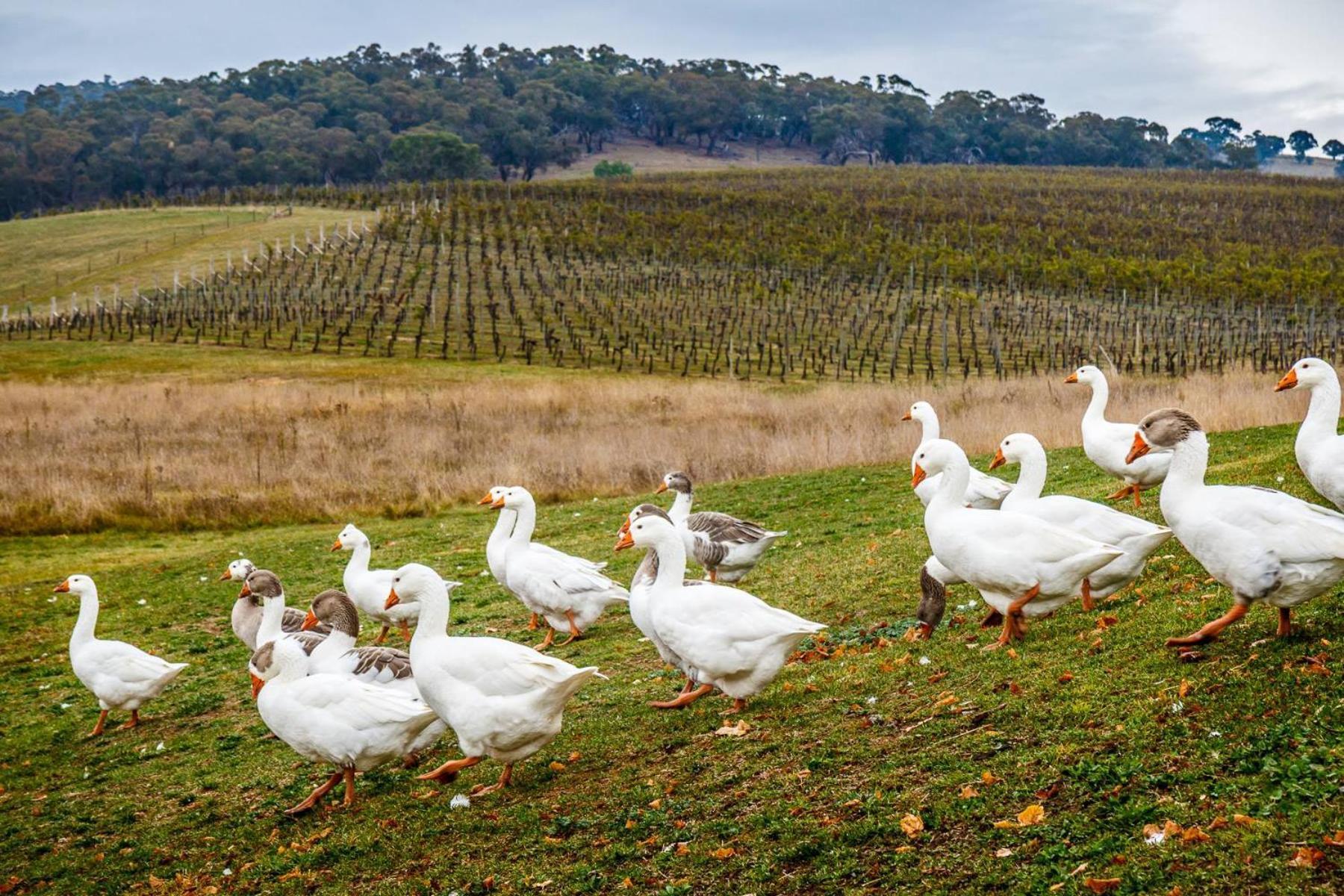 Mayfield Vineyard Ориндж Экстерьер фото
