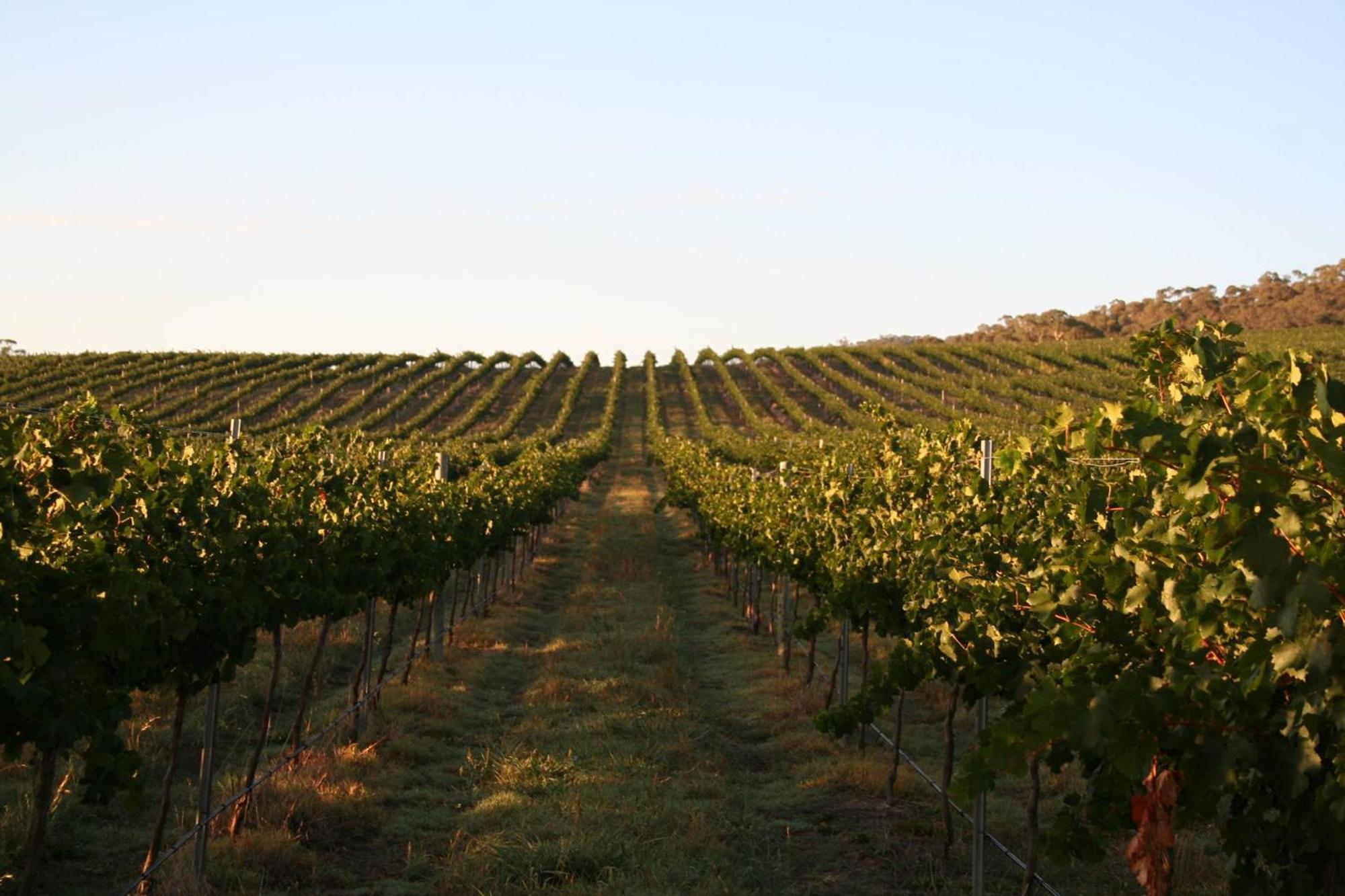 Mayfield Vineyard Ориндж Экстерьер фото