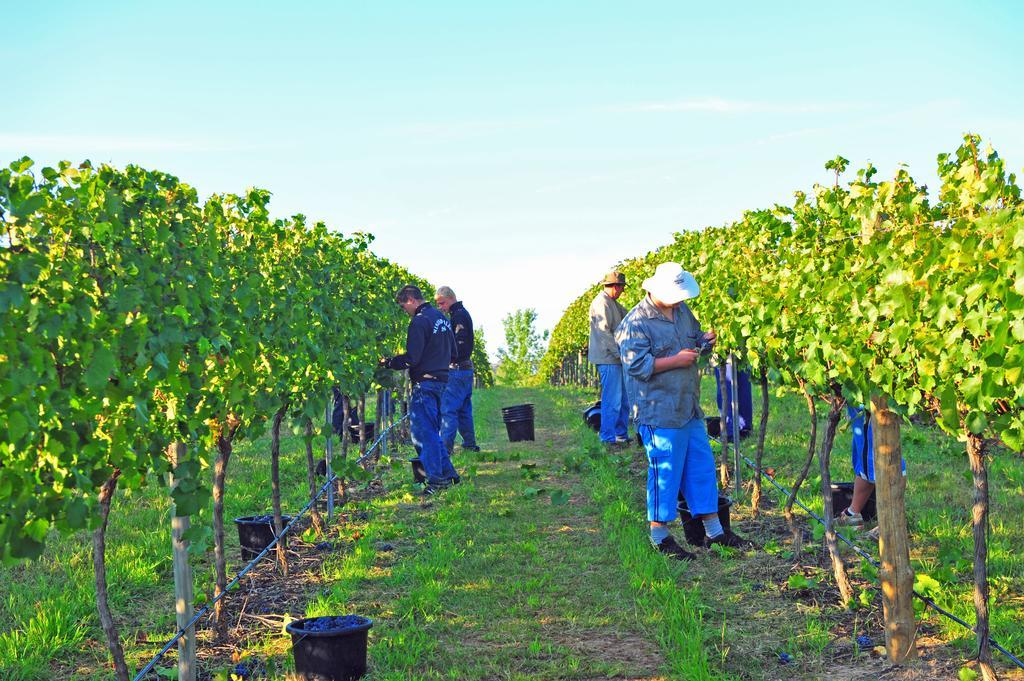 Mayfield Vineyard Ориндж Экстерьер фото