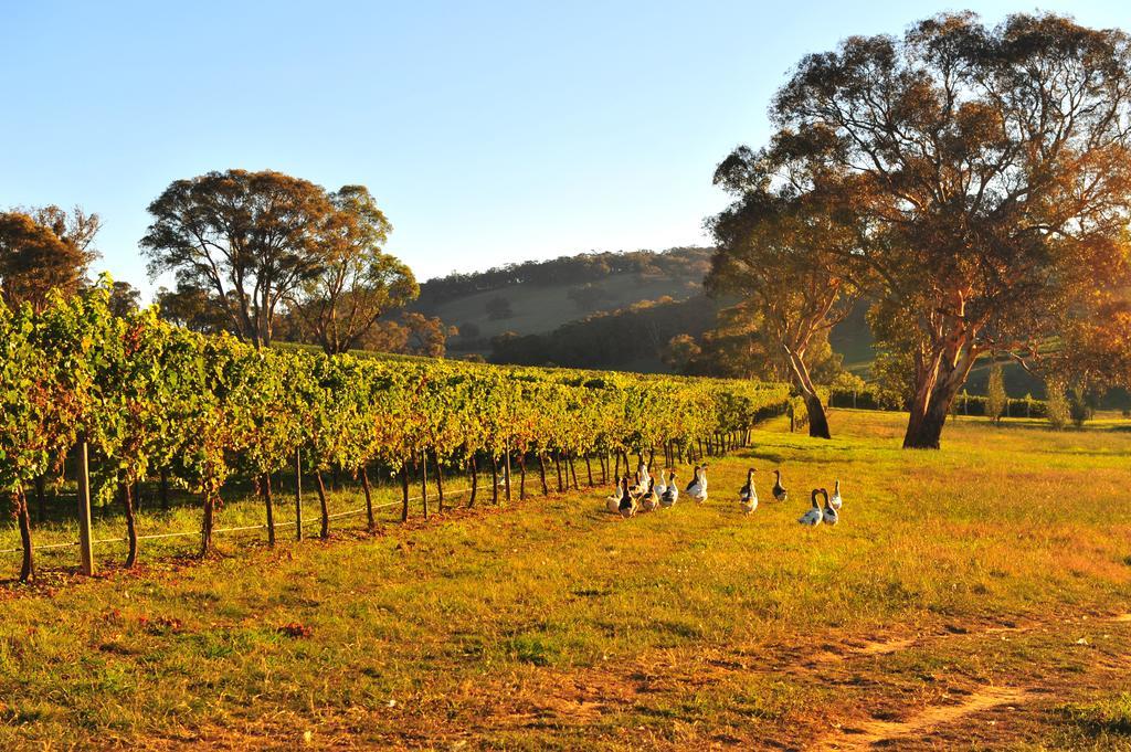 Mayfield Vineyard Ориндж Экстерьер фото